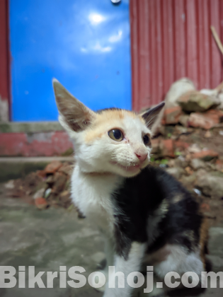 বিড়াল দেশি